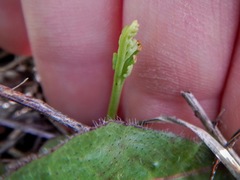 Botrychium pallidum