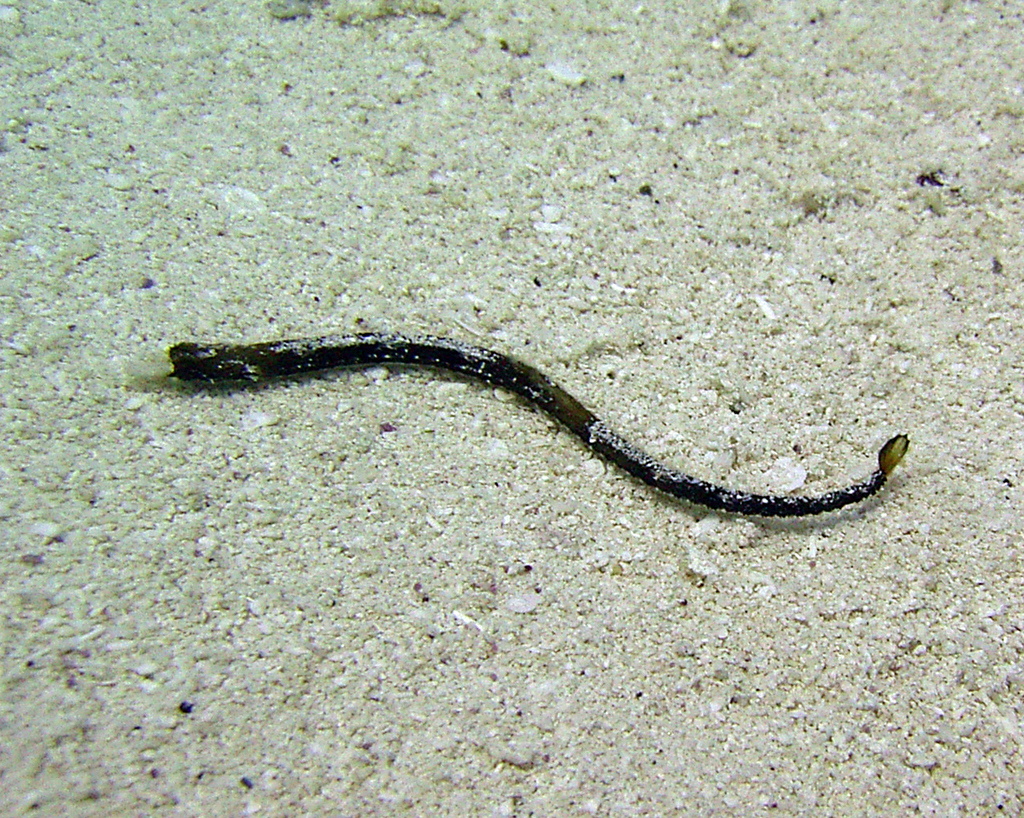 Whitenose Pipefish