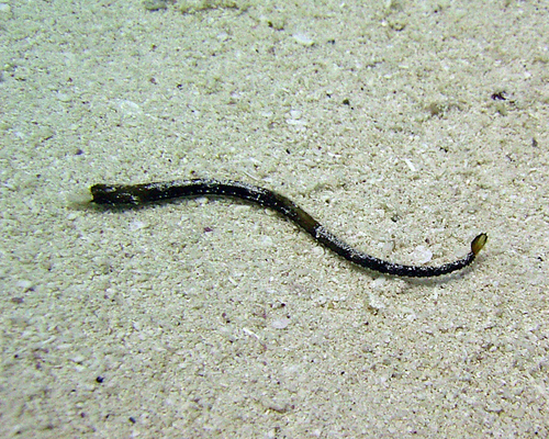 Cosmocampus albirostris