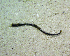 Whitenose Pipefish photo 5