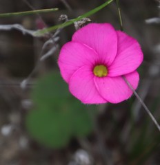 Oxalis eckloniana