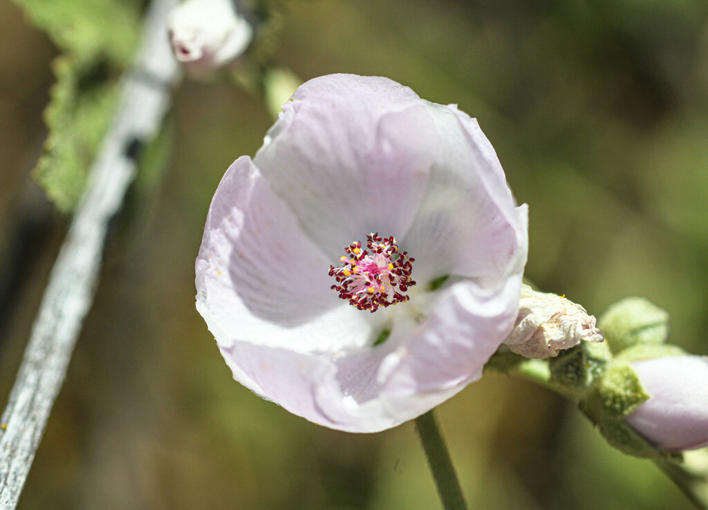 southern coastal bushmallow