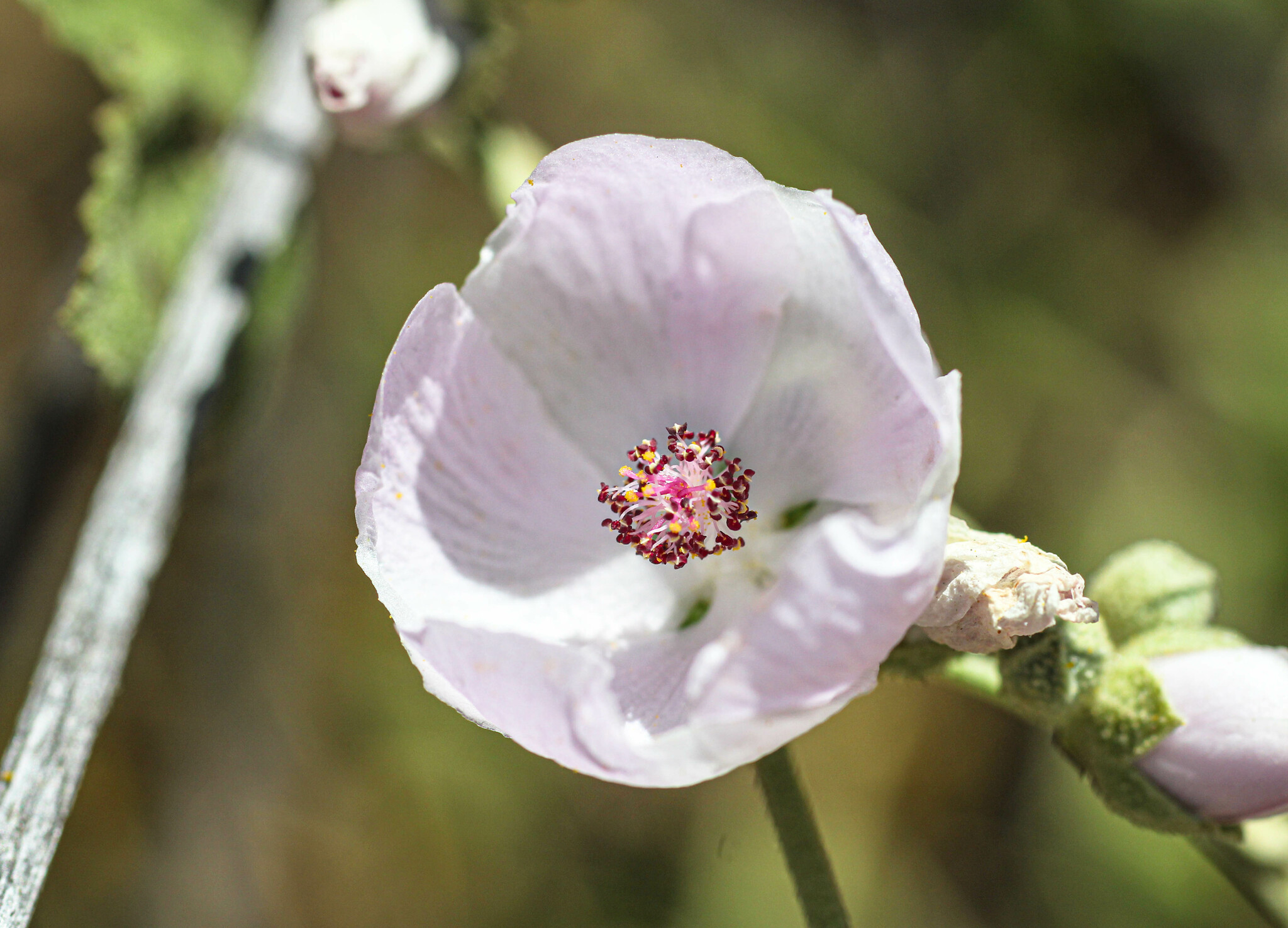 Malacothamnus fasciculatus