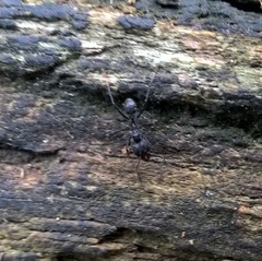 Acromyrmex