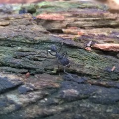 Acromyrmex