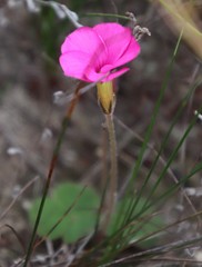 Oxalis eckloniana
