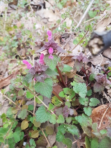red deadnettle