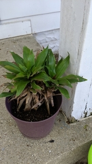 Dracaena fragrans compacta