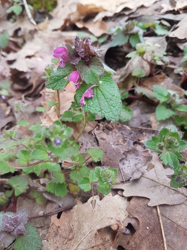 Ivy-leaved Speedwell
