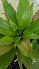 Dracaena fragrans compacta