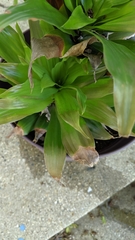 Dracaena fragrans compacta