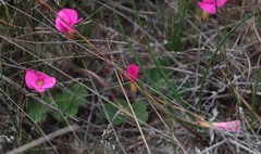 Oxalis eckloniana