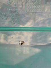 Araneae