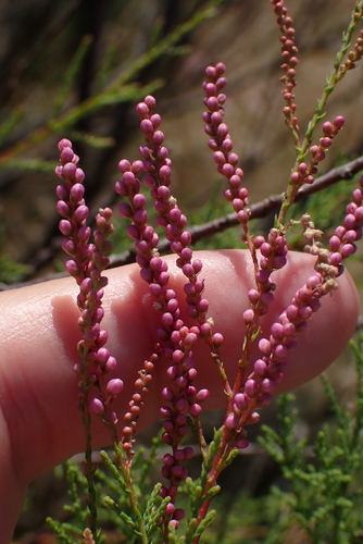 Tamarix gallica