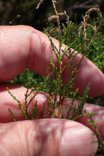 Tamarix gallica