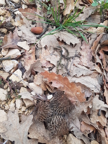 Turkey Oak