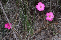 Oxalis eckloniana
