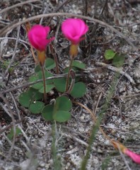 Oxalis eckloniana