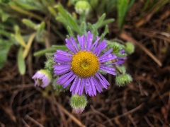 Erigeron pumilus