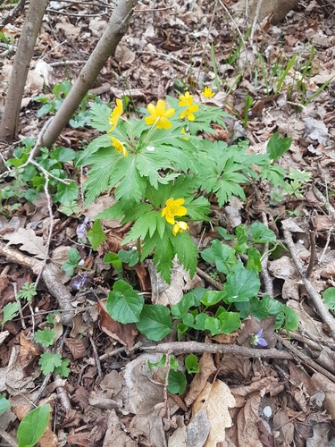 Yellow Anemone