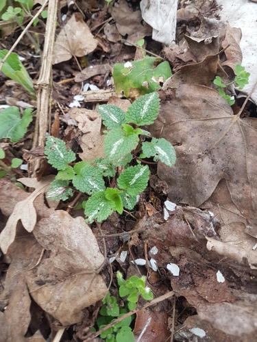 Spotted deadnettle