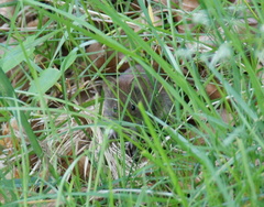 Clethrionomys glareolus