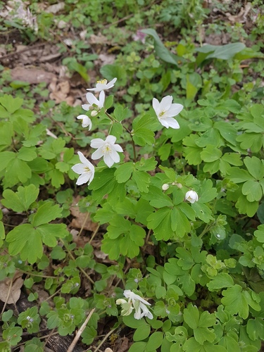 Rue-leaved Isopyrum