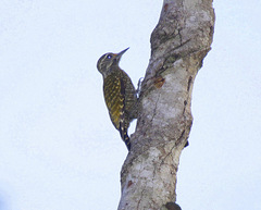 Dryobates spilogaster