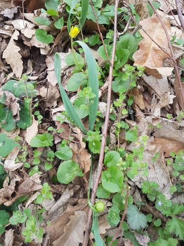 lesser celandine