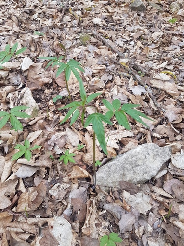 coralroot