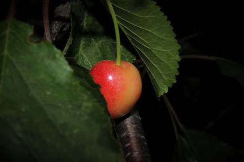 Paprastoji trešnė nuotrauka