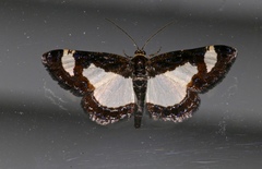 Heliomata cycladata