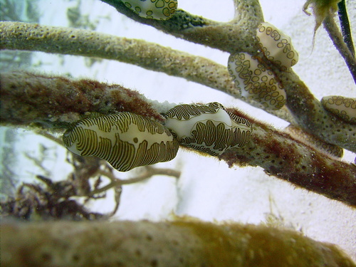 Cyphoma signatum
