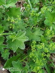 Alchemilla micans