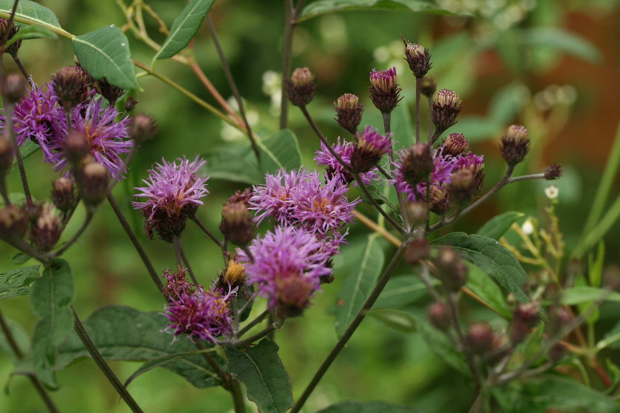 Vernonia glauca