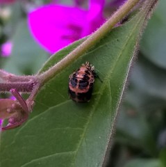 Harmonia axyridis