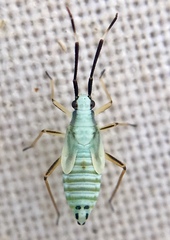 Cyllecoris histrionius
