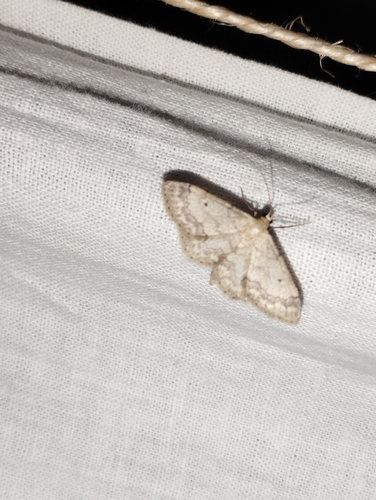 Idaea biselata