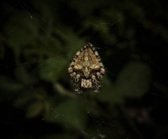 Araneus circe