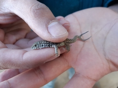 Liolaemus zapallarensis