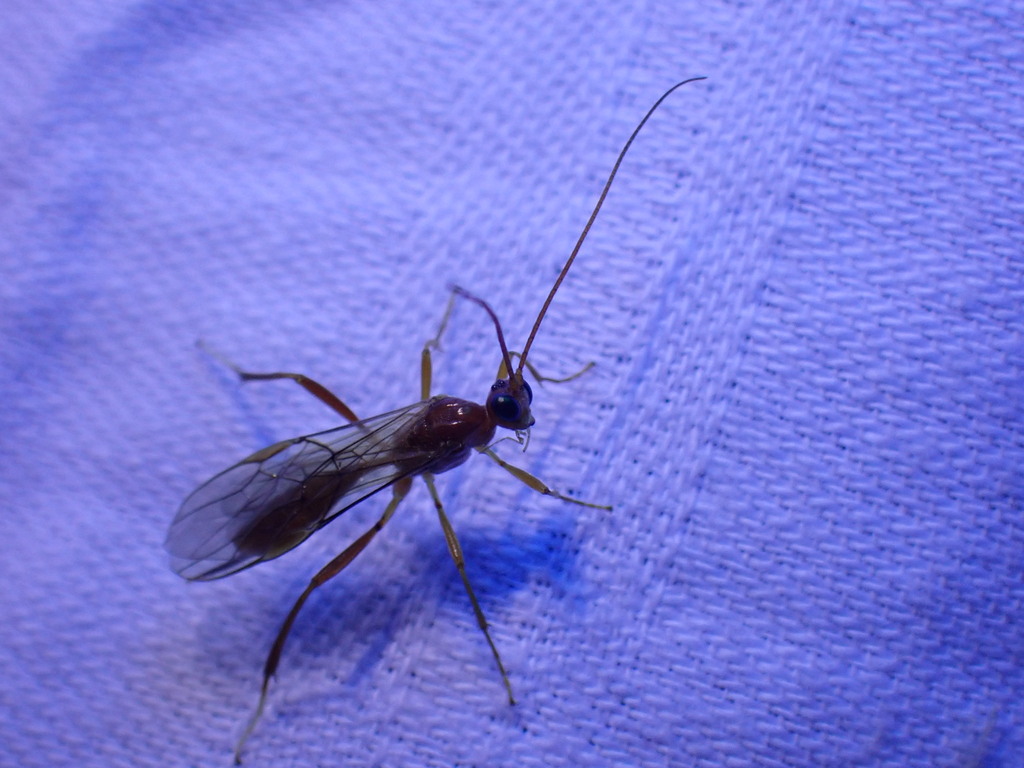 white-footed zele