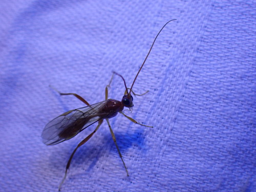 white-footed zele