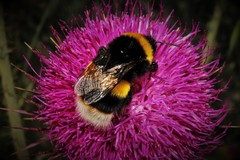 Bombus terrestris dalmatinus