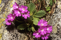 Primula daonensis