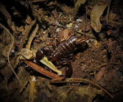 Euscorpius lesbiacus