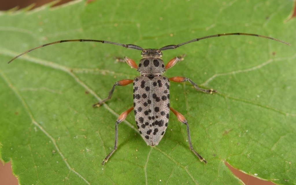 Spotted Longhorn Beetle