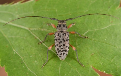 Hyperplatys aspersa (Say, 1824)
