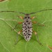 Spotted Longhorn Beetle - Photo (c) skitterbug, some rights reserved (CC BY), uploaded by skitterbug