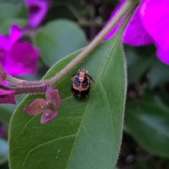 Harmonia axyridis