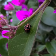 Harmonia axyridis